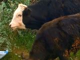 23 adet yayla malı dana