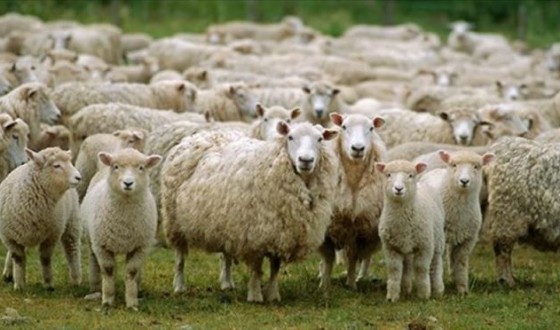 Çoban istihdam edene 5 bin TL destek